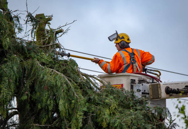 How Our Tree Care Process Works  in  Apple Valley, CA